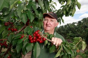 Hotson's Cherries, Chiltern