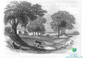Water Hole Sturt&#039;s expedition 1844‐1845